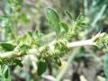 Amaranthus albus