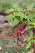 Amaranthus caudatus