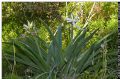 Pancratium illyricum