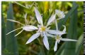 Pancratium illyricum