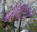 Allium strictum