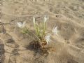 Pancratium maritimum