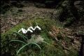 Galanthus nivalis