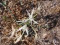 Pancratium maritimum