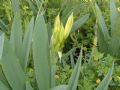 Pancratium illyricum