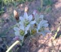 Nothoscordum gracile