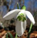 Galanthus nivalis