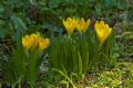 Sternbergia lutea