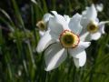 Narcissus poeticus