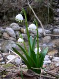 Leucojum vernum