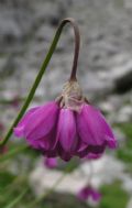 Allium narcissiflorum