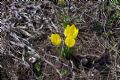 Sternbergia lutea