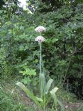 Allium nigrum