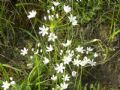 Allium subhirsutum