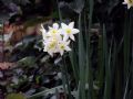 Narcissus tazetta subsp. italicus