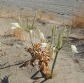 Pancratium maritimum