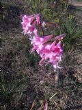 Amaryllis belladonna