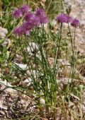 Allium strictum