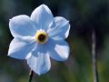 Narcissus poeticus