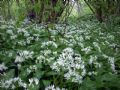 Allium ursinum