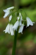 Allium triquetrum