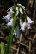 Allium triquetrum