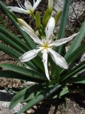 Pancratium illyricum