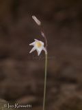 Leucojum autumnale