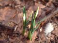 Galanthus nivalis