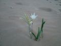 Pancratium maritimum