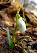 Galanthus nivalis