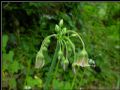 Nectaroscordum siculum