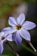 Ipheion uniflorum