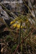 Allium flavum