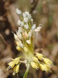 Allium flavum