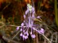 Allium carinatum subsp. pulchellum