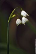 Leucojum aestivum