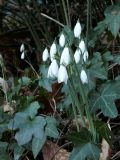 Galanthus reginae-olgae subsp. reginae-olgae