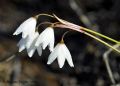 Leucojum autumnale