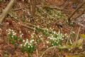 Leucojum vernum