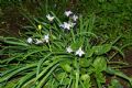 Ipheion uniflorum