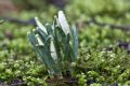 Galanthus nivalis