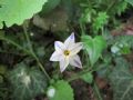 Ipheion uniflorum