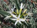 Pancratium illyricum