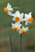 Narcissus tazetta