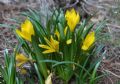 Sternbergia lutea