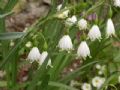 Leucojum aestivum