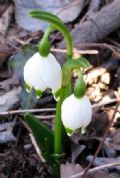 Leucojum vernum