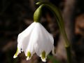 Leucojum vernum