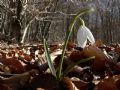 Galanthus nivalis